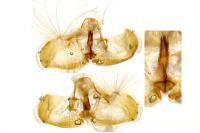 Gypsonoma aceriana