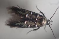 Pancalia leuwenhoekella