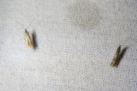 Coleophora