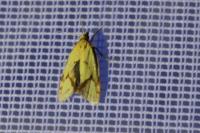 Agapeta hamana