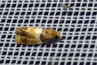 Epinotia festivana