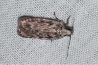 Depressaria