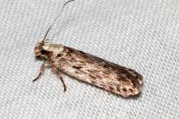 Depressaria
