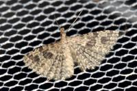 Alucita hexadactyla