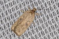 Agonopterix scopariella