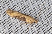 Scrobipalpa costella