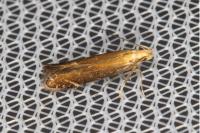 Monochroa cytisella