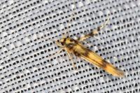Stathmopoda pedella