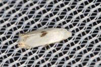 Pseudopostega auritella