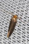Cephimallota crassiflavella