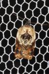 Acleris variegana