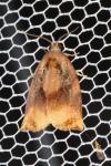 Archips podana