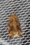 Archips xylosteana