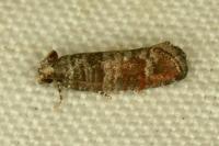 Clavigesta sylvestrana