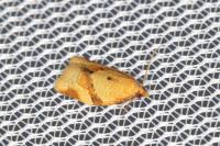 Clepsis consimilana