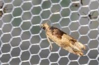 Crocidosema plebejana
