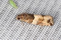 Gypsonoma aceriana