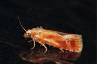 Rhyacionia buoliana