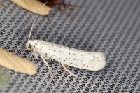 Yponomeuta evonymella