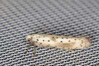 Yponomeuta irrorella