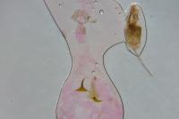 Grapholita lunulana