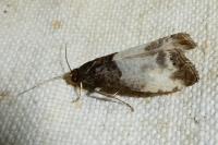 Notocelia cynosbatella