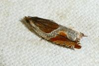 Ancylis unculana