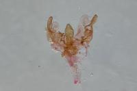 Sorhagenia janiszewskae