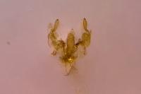 Sorhagenia janiszewskae