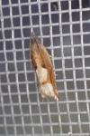 Ancylis uncella