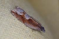 Ancylis uncella