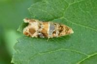Lobesia botrana/reliquana