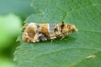 Lobesia botrana/reliquana