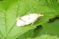 Agapeta hamana