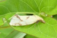 Agapeta hamana