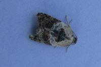 Acleris variegana