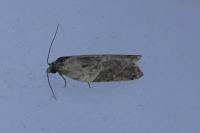 Acleris variegana