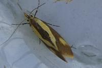 Harpella forficella