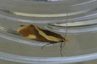 Harpella forficella