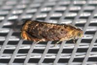 Grapholita janthinana