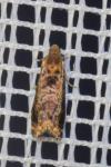 Grapholita janthinana