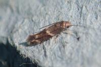 Elachista consortella