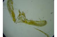Elachista consortella