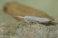 Coleophora ibipennella