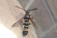 Synanthedon vespiformis