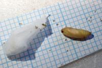 Choreutis nemorana