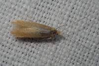 Coleophora lutipennella