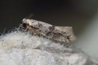 Infurcitinea captans