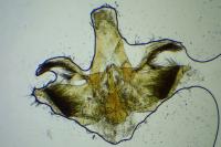 Infurcitinea captans