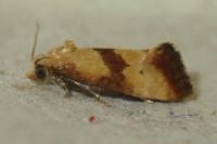 Eupoecilia sanguisorbana